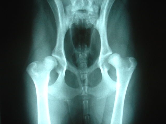 X-Ray of Canine Hip Dysplasia Bilateral