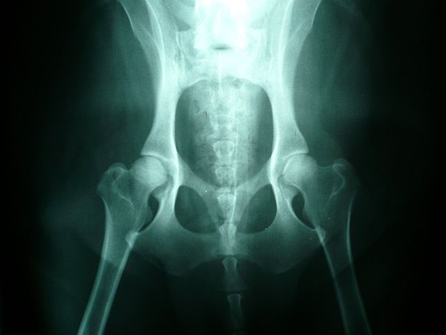 X-Ray of Normal Canine Hips