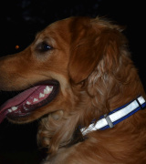 Illumidog Reflective Dog Collar