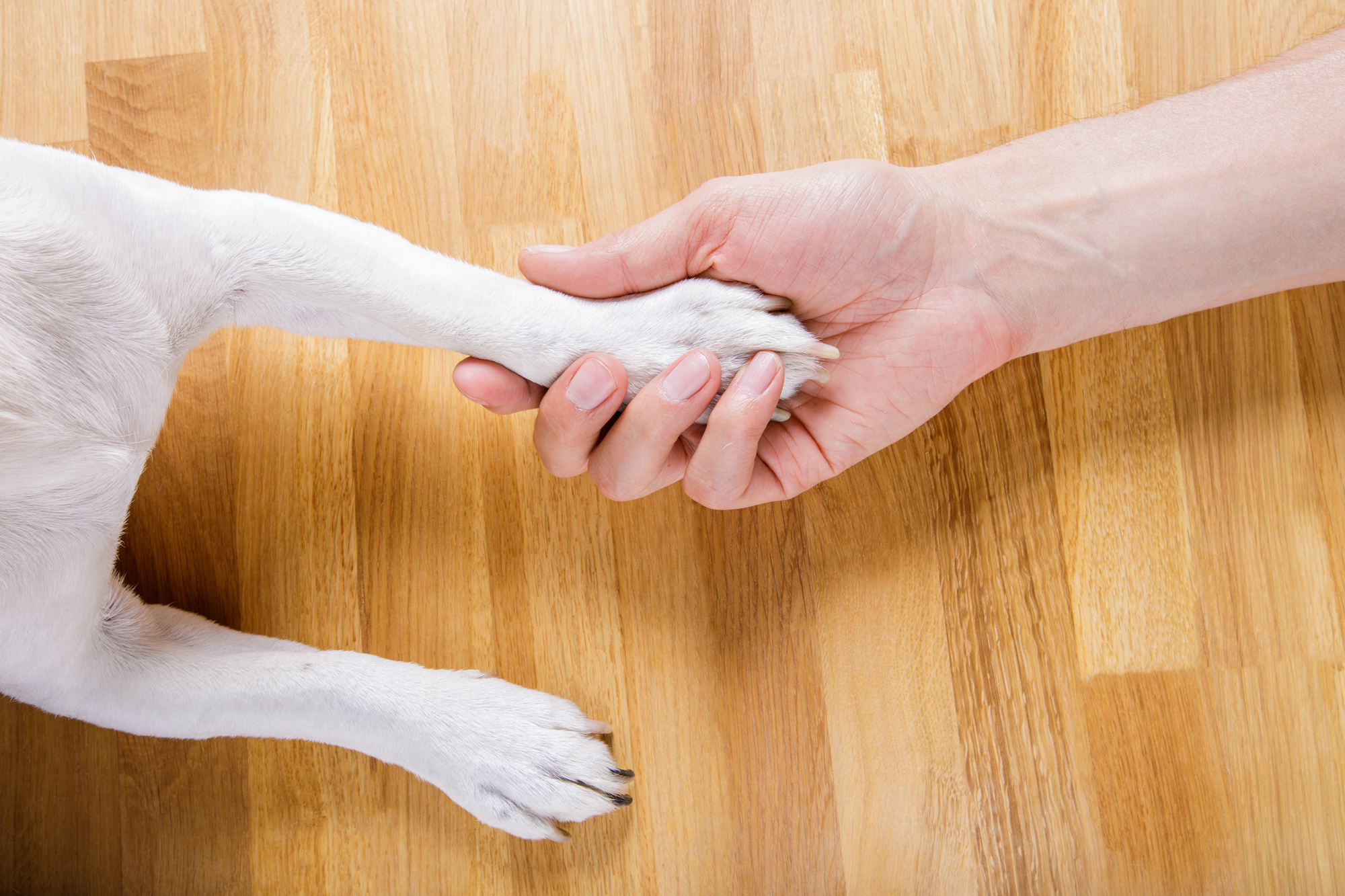 Dog Giving Paw to owner