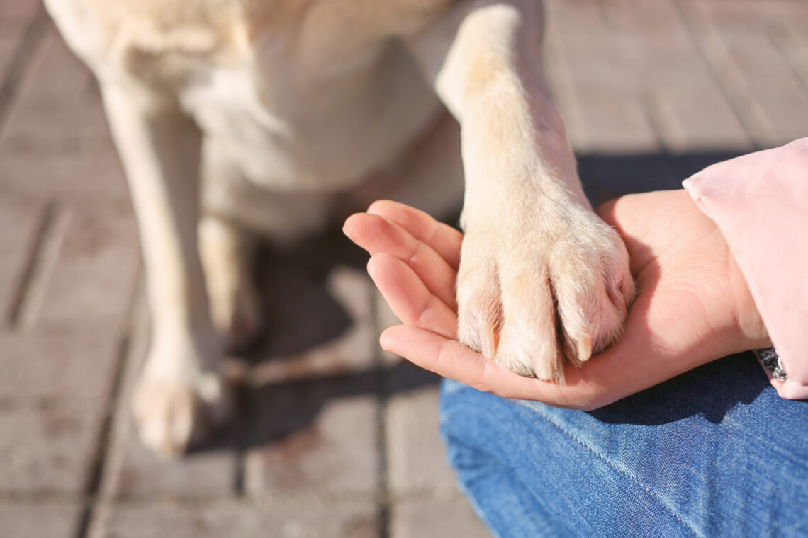 Why Do Dogs Put Their Paw on You? MyDogLikes