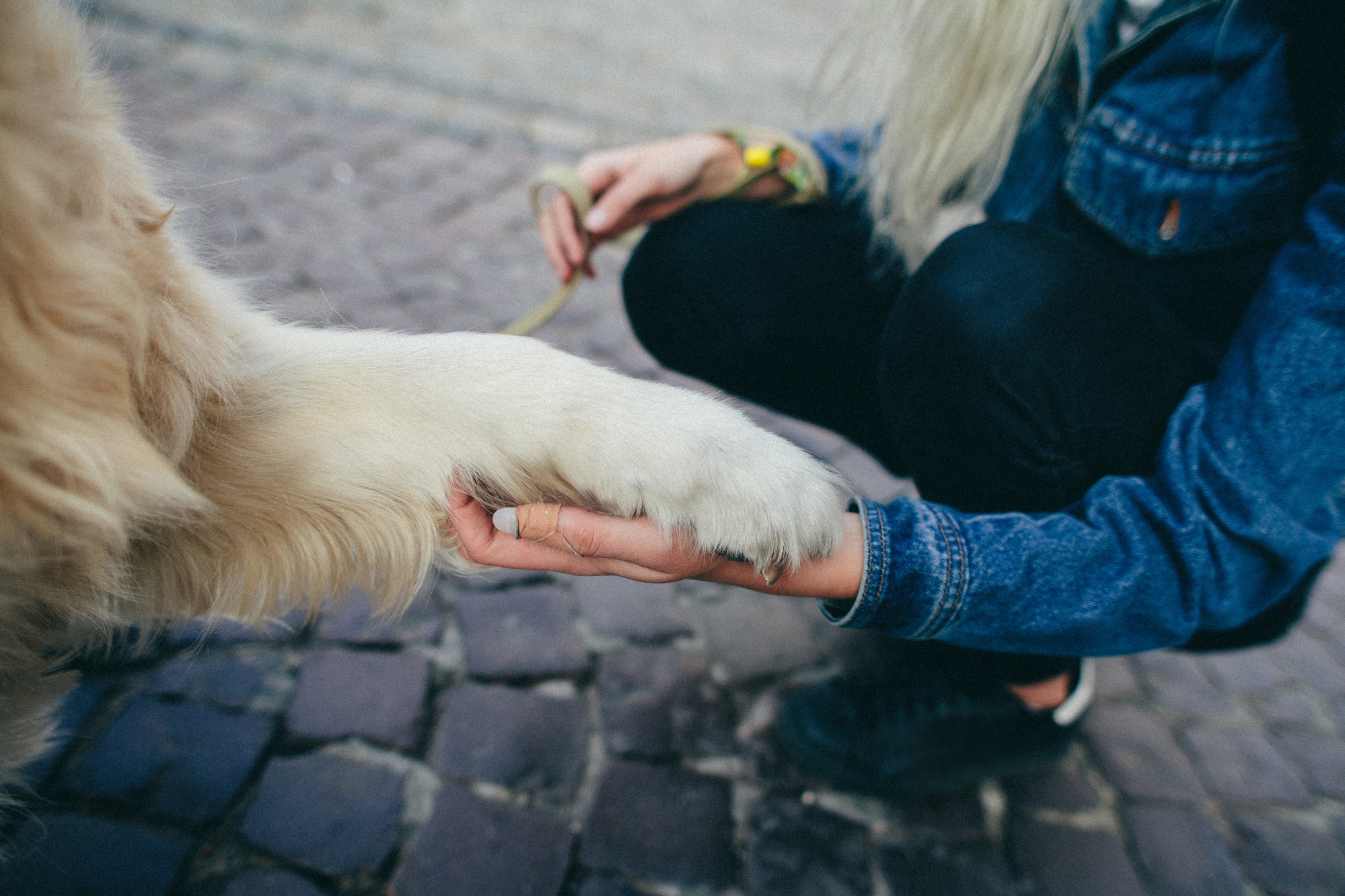 Why Does My Dog Put His Paw On Me? An Expert Explains This Behavior -  DodoWell - The Dodo