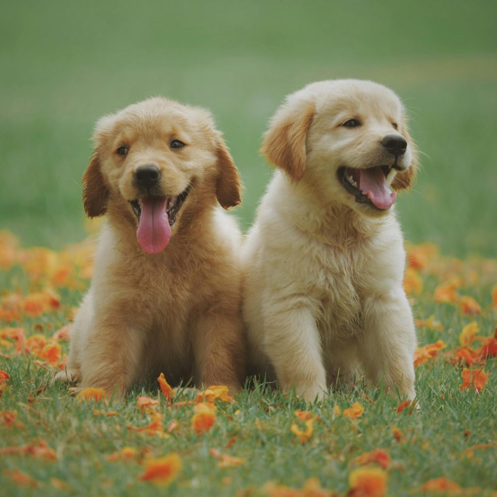 Environmental factors like pollen and dust mites are some of the most common dog allergies