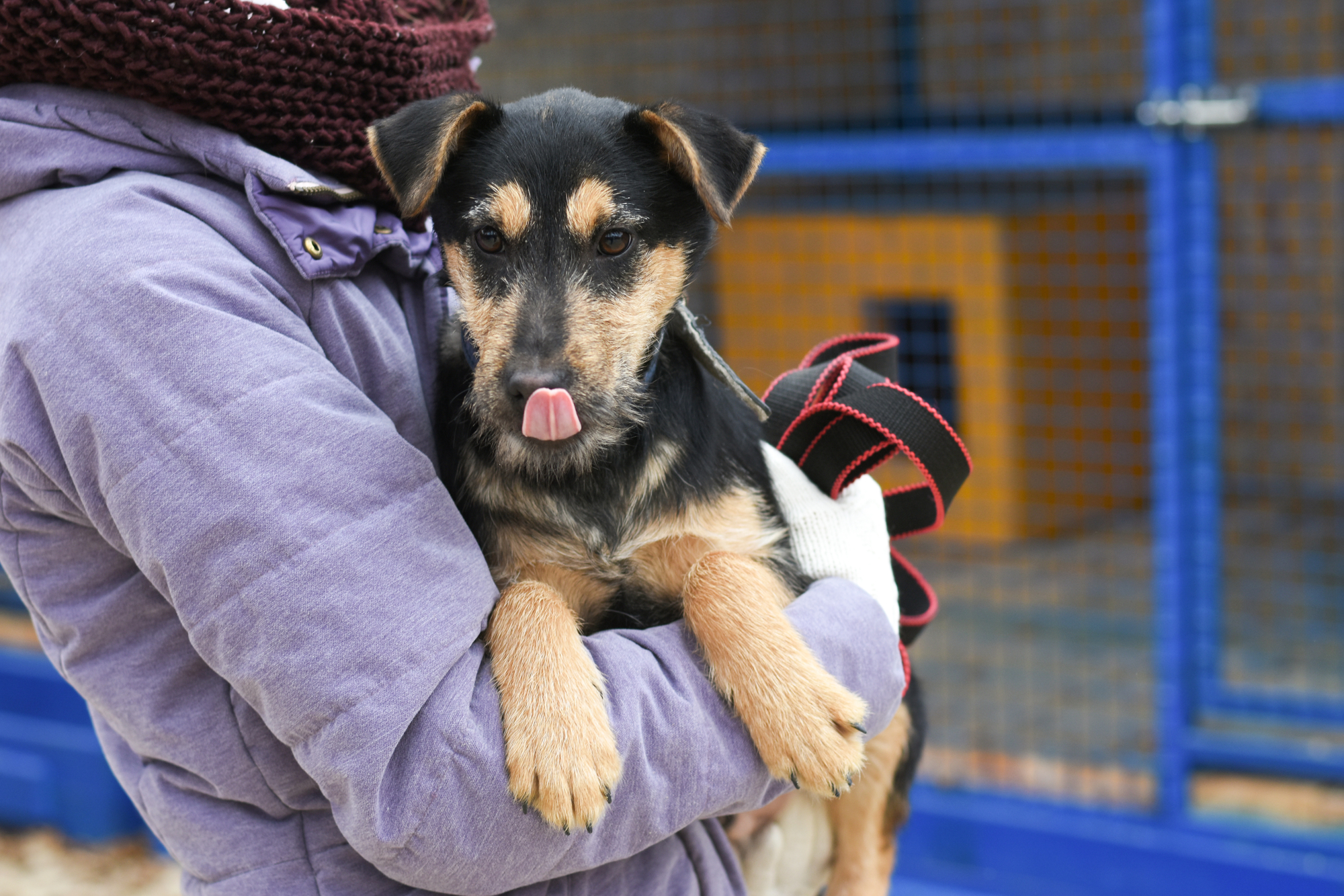 List of Shelters and Dog Rescues in Seattle, WA