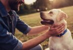 Work To Make Your Furry Friends Happy And Healthy With Preventing Common Dog Allergies