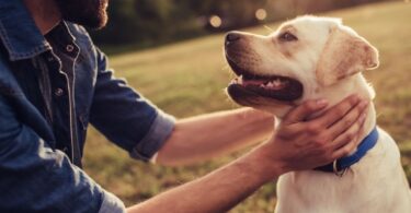 Work To Make Your Furry Friends Happy And Healthy With Preventing Common Dog Allergies