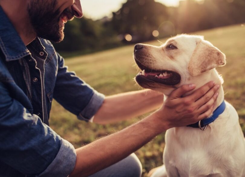 Work To Make Your Furry Friends Happy And Healthy With Preventing Common Dog Allergies