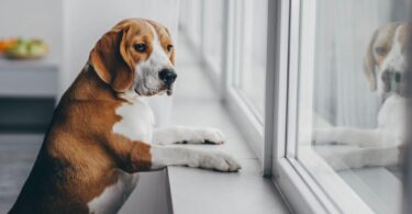 DIY Dog Enrichment Games To Keep Your Furry Friend Entertained On A Rainy Day