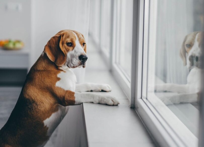 DIY Dog Enrichment Games To Keep Your Furry Friend Entertained On A Rainy Day