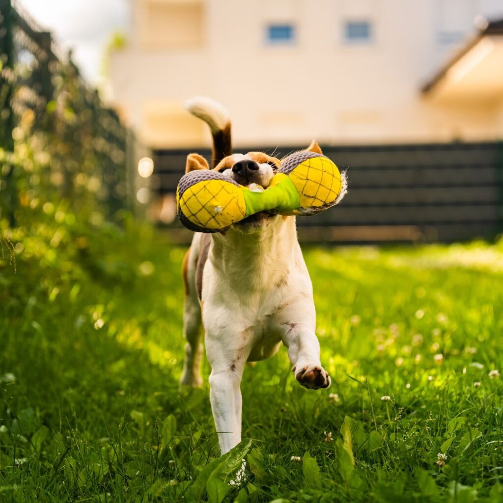 A Fun Life For Your Dog Is A Guarantee Of A Healthy Dog