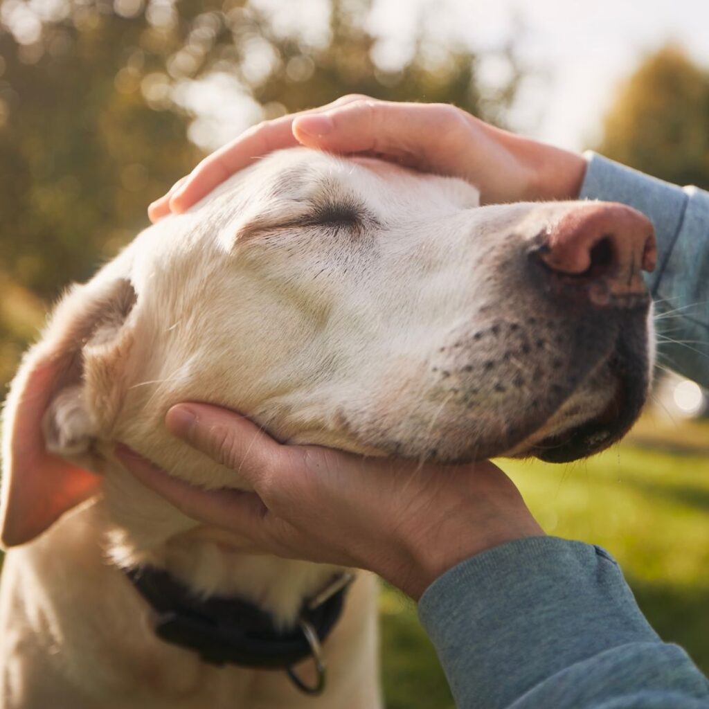 Helping Your Dog Overcome Anxiety