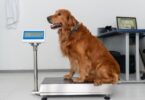 Take Care Of Your Dog’s Heart Using Weight Management Tips