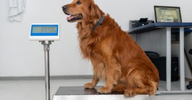 Take Care Of Your Dog’s Heart Using Weight Management Tips