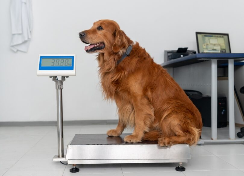 Take Care Of Your Dog’s Heart Using Weight Management Tips