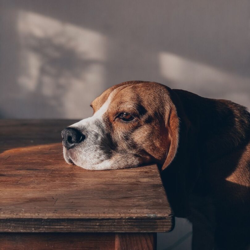 Picture of Signs of Anxiety in Dogs & How to Address Them