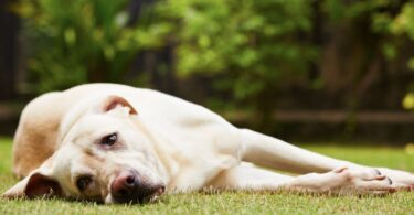 Improve Your Dog’s Quality Of Life With Anxiety Management