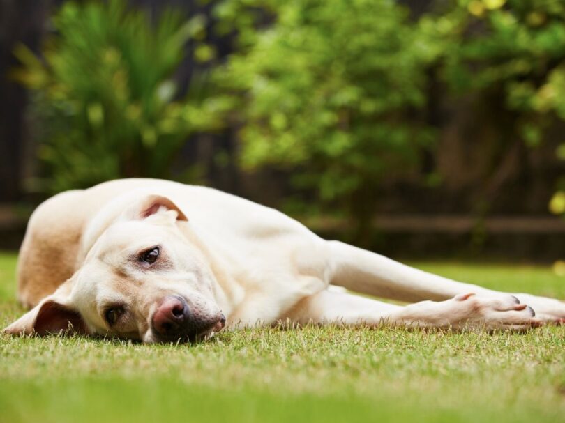 Improve Your Dog’s Quality Of Life With Anxiety Management