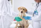 Comprehensive Regular Vet Check-Ups Can Keep Your Furry Friend Healthy