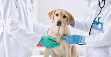 Comprehensive Regular Vet Check-Ups Can Keep Your Furry Friend Healthy