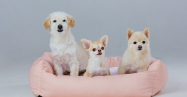 Luxury dog bed with plush cushions for ultimate pet comfort