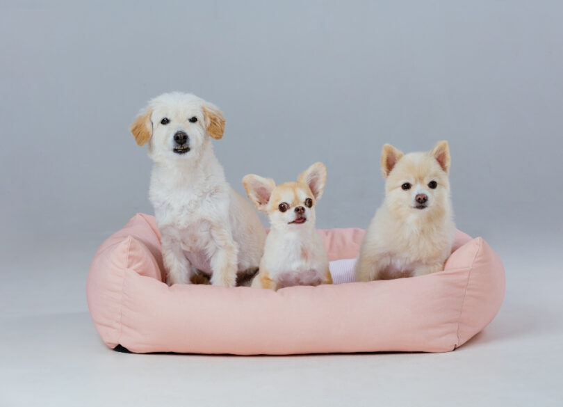 Luxury dog bed with plush cushions for ultimate pet comfort