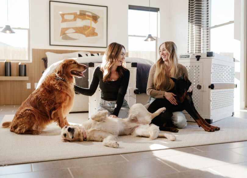 Travel-friendly dog crate for safe dog travel