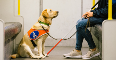 Woman on Train with Guide Dog