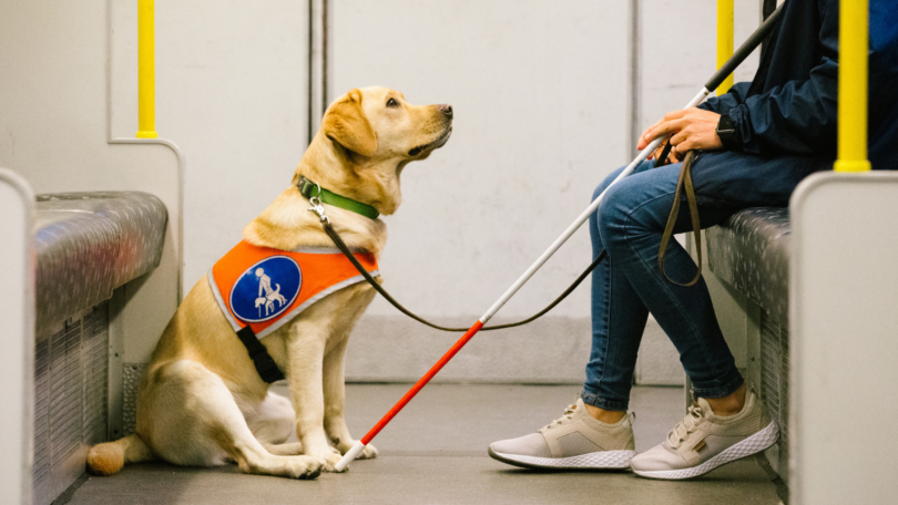 Woman on Train with Guide Dog
